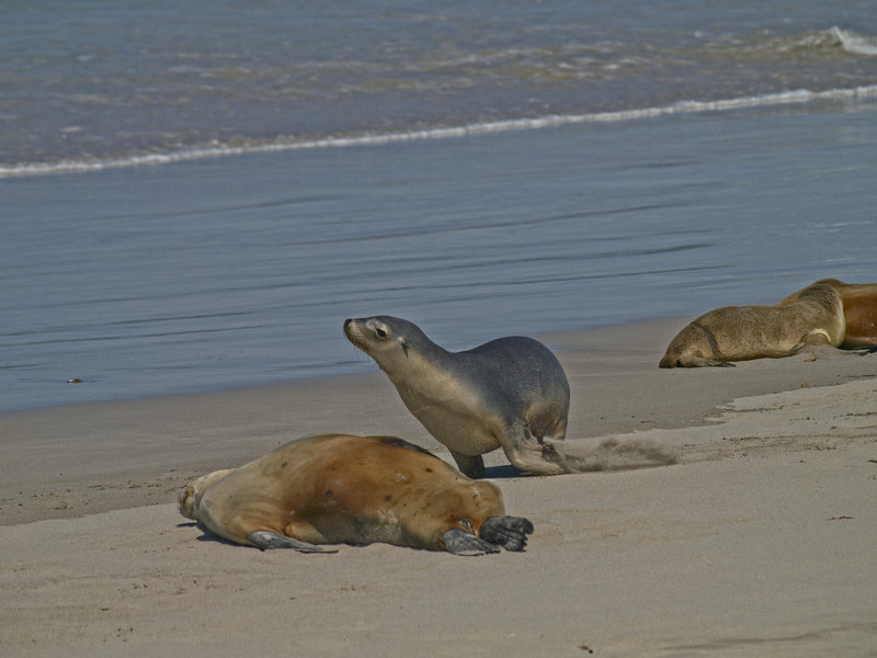 Kangaroo Island, Sea Lion